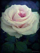 rose / beautiful rose