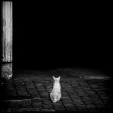 Белый кот и черный вход / Одесса