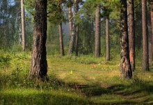 Утро в сосновом лесу / Сосновый бор на берегу р.Обь,30 июля 2011г