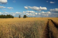 Скоро осень. / мимо поля пшеницы...