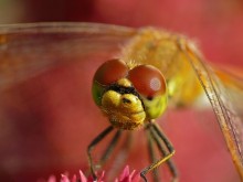 Симпетрум жёлтый Sympetrum flaveolum / Sympetrum flaveolum