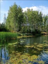 На озере. / Август. Озеро Лебяжье. Дубна.