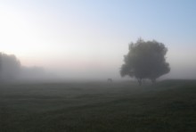 Опять туман / Август, туман, утро, луг