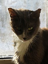 Упрямая, колючая... / Масяня - кошка с характером...