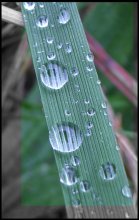 Зеленый источник / После дождя