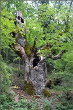 Древо жизни... / Центральный крым, дерево на берегу горное реки.