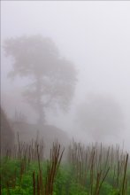 За огородами туман / Восточная Грузия. Бодбе. Монастырь. Огород.
