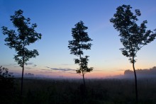 3 клена / В деревне на закате.