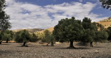 Среди камней #2 / о. Крит, сады олив