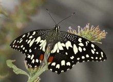 Парусник Демолеус / Парусник Демолеус, Papilio demoleus