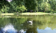 и белый лебедь над зеленою водою... / Закарпатье