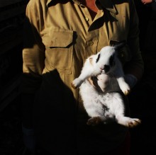 Это не только ценный мех / Несвиж, сентябрь 2011