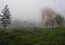 Туманный пейзаж / Утро, туман