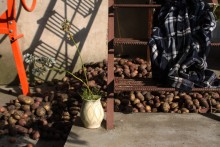 А ты уже выкопал свою картошку? / http://pavel-ozik.livejournal.com/129037.html