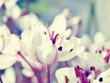 сусак зонтичный / *****