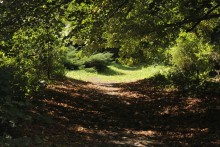 Path in the Forest / Path in the Forest