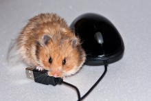 Мы тоже мыши! / С днем программиста!