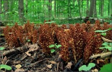 ...следы невиданных цветов / ....................