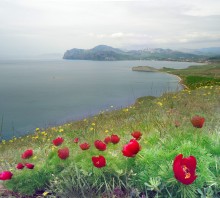 весенние холмы полны цветов и влаги / Крым. весна