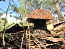 Belarusian forest / first mushroom =)