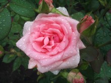 &nbsp; / роза после дождя