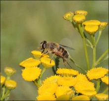 Последние глоткИ... / Последние глоткИ...