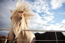 Ветер / Исландские лошади