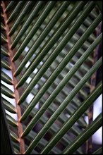 Лист пальмы / Мальдивы
