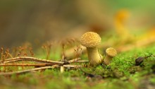 лесное царство / грибы