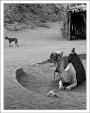 Верблюд / Египет. Пустыня