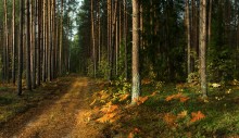 В утреннем лесу / Осень вступает в свои права....