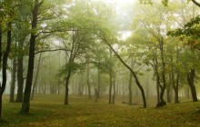 в лесу / лес, туман и тишина