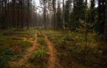 Тихо в лесу / только не спят дрозды...