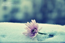 Цветок на снегу / .........