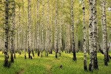 Солнечный день / Уральский пейзаж