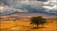 В желтой жаркой Африке - 1 / Путешествуя по Кении, снято из окна движущегося автомобиля