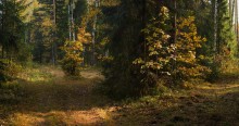 Осенними тропами / Утречком в осенннем лесу