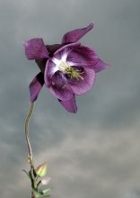 День Триффидов.... / Книжка есть такая. Там про то,как цветочки людей поели....