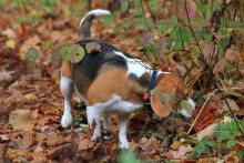 Листопес / Бигль - охотничая собака, и окарс местами очень хорошо гармонирует с осенньей листвой.