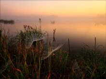 паутинновый рассвет / без комм