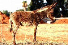 Маленький ослик / ..................