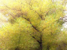 осенние деревья / ..............