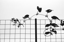 &nbsp; / ************