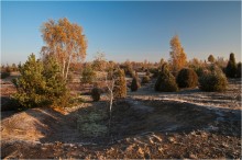 Воронка / Заброшенный полигон. Когда-то здесь упал снаряд. Прошли годы, на месте образовавшейся воронки уже успела вырасти молодая березка. Природа умеет лечить свои раны - не надо только ей мешать