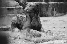 Тайская кошка / фотография скульптуры в храме Чинг-Мая (Таиланд)