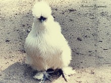 Silkie / The Silkie (sometimes incorrectly spelled Silky) is a breed of chicken named for its atypically fluffy plumage, which is said to feel like silk. The breed has several other unusual qualities, such as dark blue flesh and bones, blue earlobes, and five toes on each foot (most chickens only have four).
Silkies most likely originated in China, but Southeast Asia is also sometimes proposed. The first western account of the breed comes from Marco Polo, who mentioned chickens with fur-like plumage in his Asian travelogues in the 13th century. The Renaissance author Ulisse Aldrovandi also spoke of chickens akin to Silkies. Today, the breed is recognized for exhibition, and is fairly common in the poultry world.