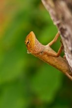 Calotes versicolor / *****