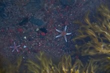 звезды Белого моря / снимок сделан летом этого года