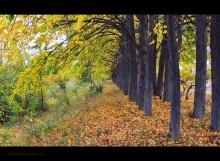 Autumn color / Стройные липовые ряды вдоль канала имени Москвы в районе города Дубна.