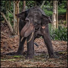 Стойка / Шри Ланка, заповедник слонов